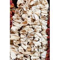 Kuruluk Dolmalık Kabak (1 Bağ)