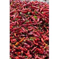 Kurutmalık Biber Acı Dizimli İp ( 1Bağ)