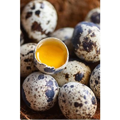 Bıldırcın Yumurtası 12'li Paket