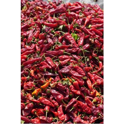 Kurutmalık Biber Acı Dizimli İp ( 1Bağ)