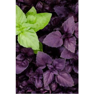 Reyhan Yaprağı(250 Gr)